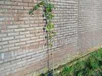 Ca. 75x klimop hedera hibernica 175 tot 200 centimeter (exclusief pot gemeten), haagplant in pot - afbeelding 1 van  1