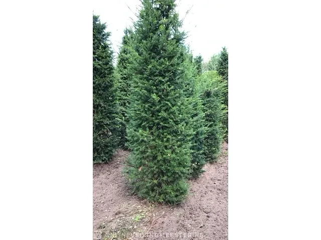 Ca. 75x taxushaag taxus baccata, 300-350 cm - afbeelding 1 van  2