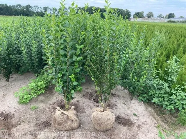 Ca. 80x liguster, ligustrum ovalifolium 100 tot 120 centimeter (exclusief kluit gemeten), haagplant met kluit - afbeelding 1 van  1