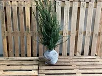 Ca. 80x taxus baccata 60 tot 80 centimeter (exclusief kluit gemeten), haagplant met kluit - afbeelding 1 van  1