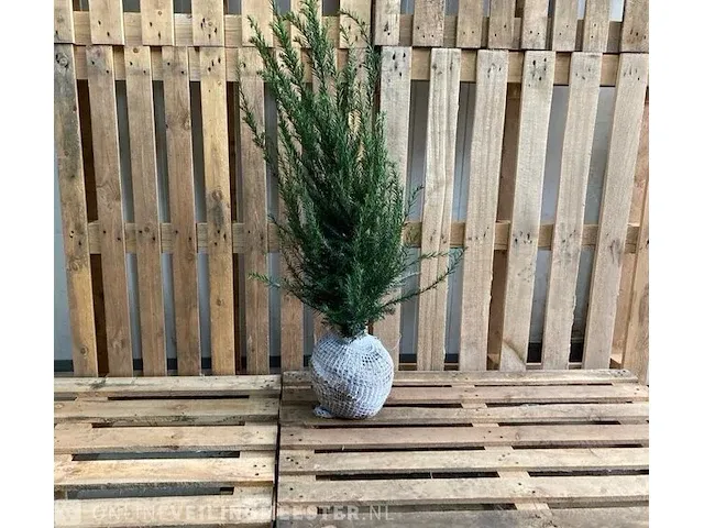 Ca. 80x taxus baccata 60 tot 80 centimeter (exclusief kluit gemeten), haagplant met kluit - afbeelding 1 van  1
