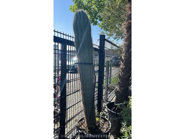 Cactus 210 cm - afbeelding 1 van  1