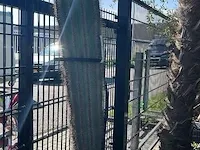 Cactus 210 cm - afbeelding 1 van  1