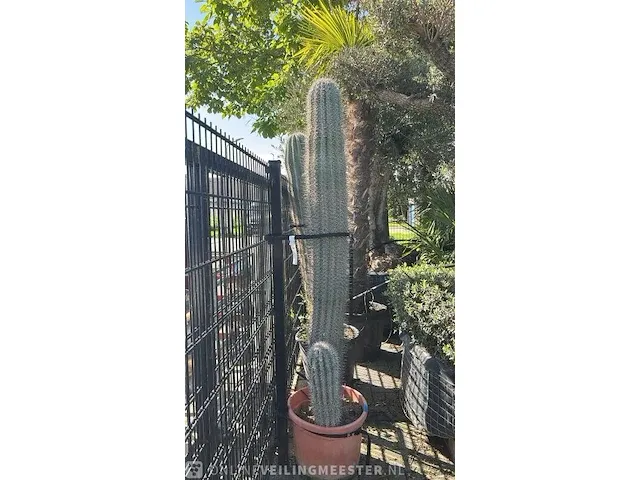Cactus 215 cm - afbeelding 1 van  1