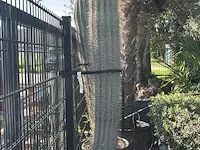 Cactus 215 cm - afbeelding 1 van  1