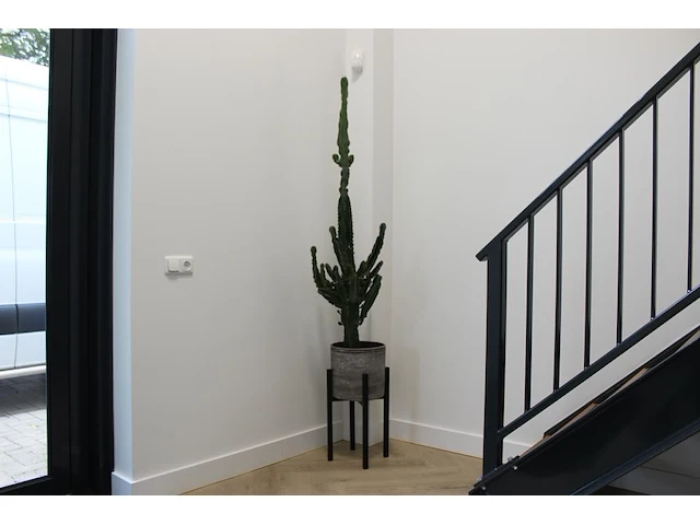 Cactus in pot. hoogte ca. 205 cm. - afbeelding 1 van  3