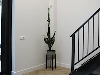 Cactus in pot. hoogte ca. 205 cm. - afbeelding 1 van  3