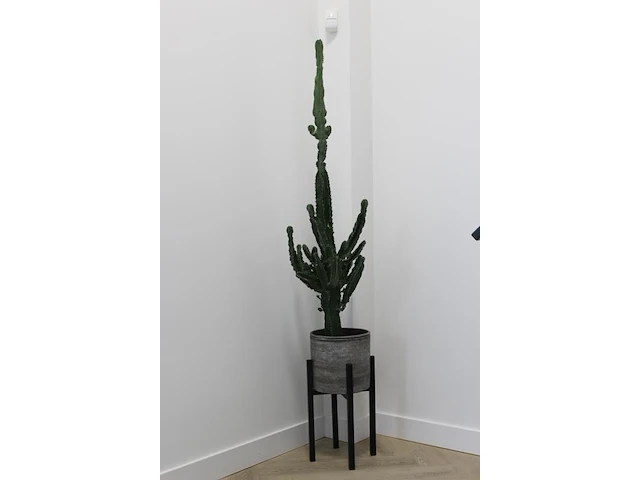 Cactus in pot. hoogte ca. 205 cm. - afbeelding 2 van  3