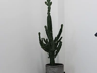 Cactus in pot. hoogte ca. 205 cm. - afbeelding 2 van  3