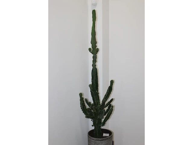 Cactus in pot. hoogte ca. 205 cm. - afbeelding 3 van  3