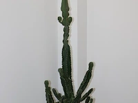 Cactus in pot. hoogte ca. 205 cm. - afbeelding 3 van  3