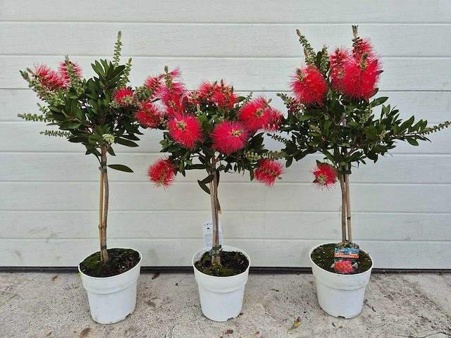 Callistemon rood - callistemon splendens - hoogte ca. 60 cm (3x) - afbeelding 1 van  4