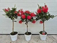 Callistemon rood - callistemon splendens - hoogte ca. 60 cm (3x) - afbeelding 1 van  4