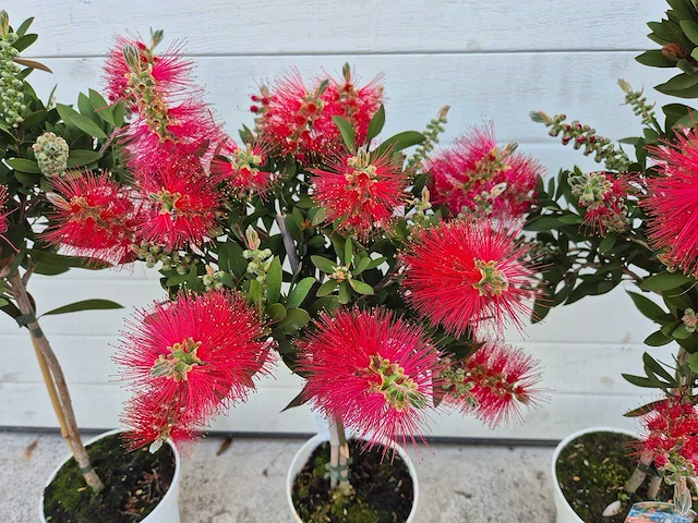 Callistemon rood - callistemon splendens - hoogte ca. 60 cm (3x) - afbeelding 2 van  4