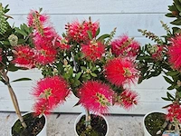 Callistemon rood - callistemon splendens - hoogte ca. 60 cm (3x) - afbeelding 2 van  4