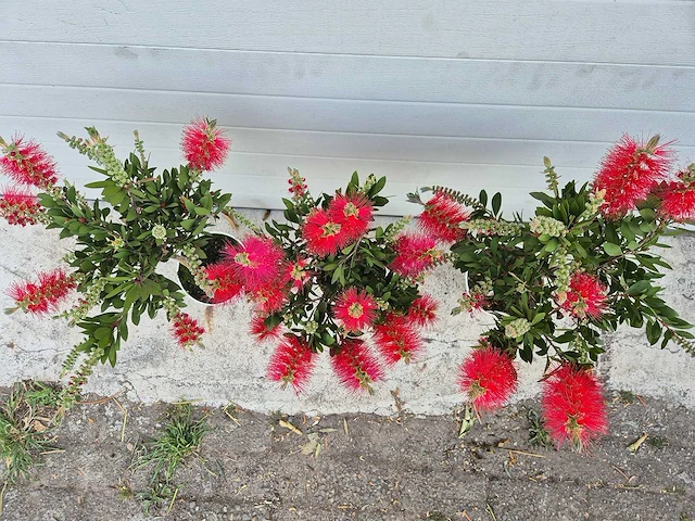 Callistemon rood - callistemon splendens - hoogte ca. 60 cm (3x) - afbeelding 3 van  4