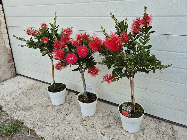 Callistemon rood - callistemon splendens - hoogte ca. 60 cm (3x) - afbeelding 4 van  4