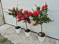 Callistemon rood - callistemon splendens - hoogte ca. 60 cm (3x) - afbeelding 4 van  4