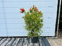 Callistemon struikvorm 140cm inclusief pot - afbeelding 1 van  1