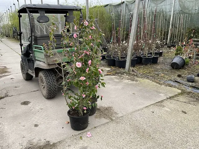 Camellia bush pink (1x) - afbeelding 1 van  3