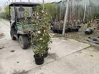 Camellia bush pink (1x) - afbeelding 1 van  3