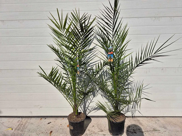 Canarische dadelpalm - mediterrane boom - phoenix canariensis - hoogte ca. 90 cm (2x) - afbeelding 1 van  3