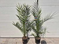 Canarische dadelpalm - mediterrane boom - phoenix canariensis - hoogte ca. 90 cm (2x) - afbeelding 1 van  3