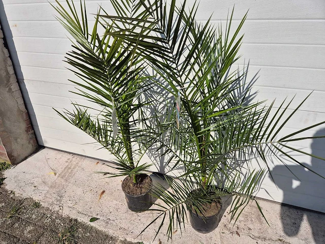 Canarische dadelpalm - mediterrane boom - phoenix canariensis - hoogte ca. 90 cm (2x) - afbeelding 2 van  3