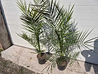 Canarische dadelpalm - mediterrane boom - phoenix canariensis - hoogte ca. 90 cm (2x) - afbeelding 2 van  3