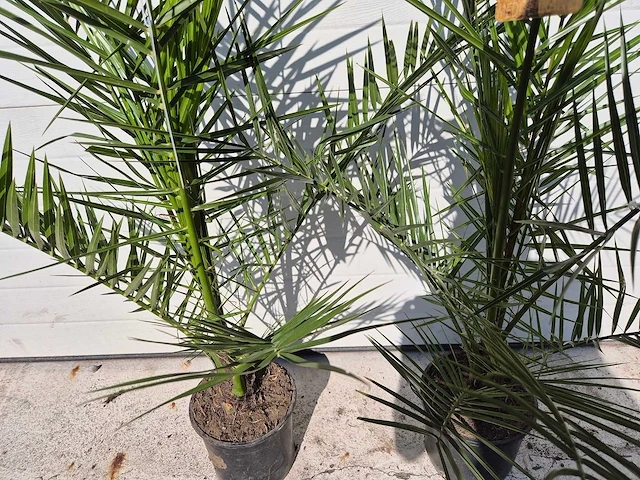 Canarische dadelpalm - mediterrane boom - phoenix canariensis - hoogte ca. 90 cm (2x) - afbeelding 3 van  3