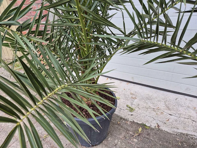 Canarische dadelpalm - phoenix canariensis - mediterrane boom - hoogte ca. 180 cm (2x) - afbeelding 4 van  4