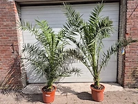 Canarische dadelpalm - phoenix canariensis - mediterrane boom - hoogte ca. 180 cm (2x) - afbeelding 1 van  2