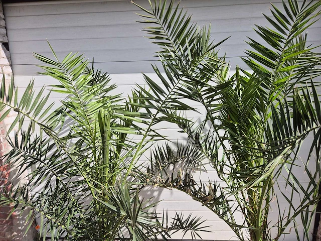 Canarische dadelpalm - phoenix canariensis - mediterrane boom - hoogte ca. 180 cm (2x) - afbeelding 2 van  2