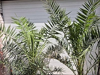 Canarische dadelpalm - phoenix canariensis - mediterrane boom - hoogte ca. 180 cm (2x) - afbeelding 2 van  2