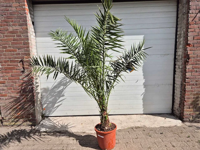 Canarische dadelpalm - phoenix canariensis - mediterrane boom - hoogte ca. 180 cm - afbeelding 1 van  2