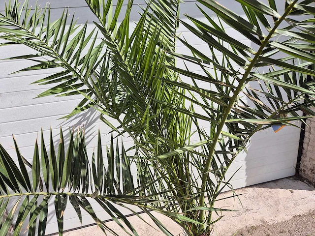 Canarische dadelpalm - phoenix canariensis - mediterrane boom - hoogte ca. 180 cm - afbeelding 2 van  2