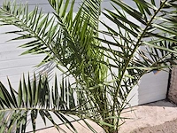 Canarische dadelpalm - phoenix canariensis - mediterrane boom - hoogte ca. 180 cm - afbeelding 2 van  2