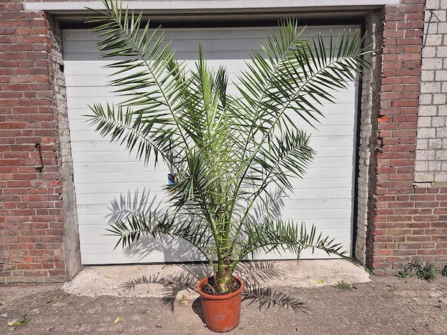 Canarische dadelpalm - phoenix canariensis - mediterrane boom - hoogte ca. 200 cm - afbeelding 1 van  3