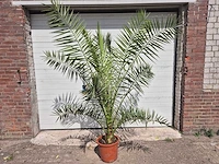 Canarische dadelpalm - phoenix canariensis - mediterrane boom - hoogte ca. 200 cm - afbeelding 1 van  3