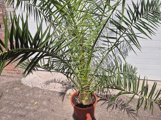 Canarische dadelpalm - phoenix canariensis - mediterrane boom - hoogte ca. 200 cm - afbeelding 2 van  3