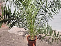 Canarische dadelpalm - phoenix canariensis - mediterrane boom - hoogte ca. 200 cm - afbeelding 2 van  3