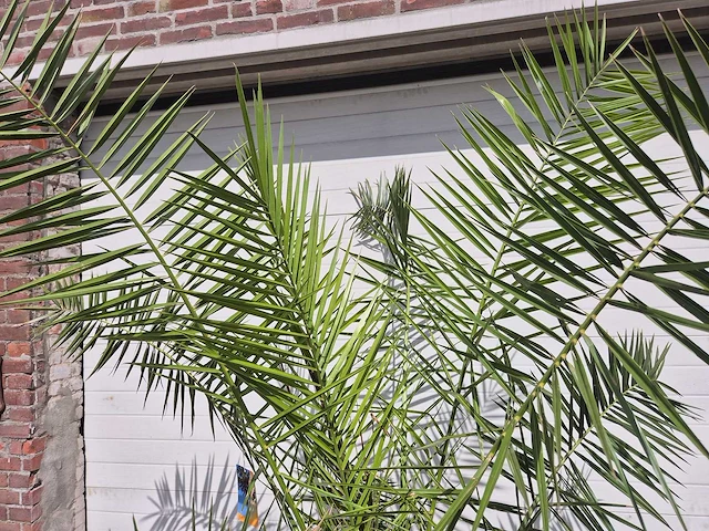 Canarische dadelpalm - phoenix canariensis - mediterrane boom - hoogte ca. 200 cm - afbeelding 3 van  3