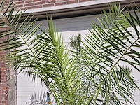 Canarische dadelpalm - phoenix canariensis - mediterrane boom - hoogte ca. 200 cm - afbeelding 3 van  3
