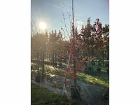 Cercidiphyllum - vormboom (2x) - afbeelding 2 van  3