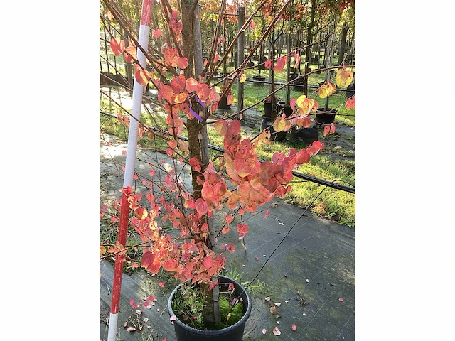 Cercidiphyllum - vormboom (2x) - afbeelding 3 van  3