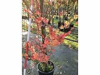 Cercidiphyllum - vormboom (2x) - afbeelding 3 van  3
