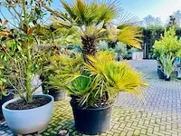 Chamaerops humilis 250cm - afbeelding 1 van  1