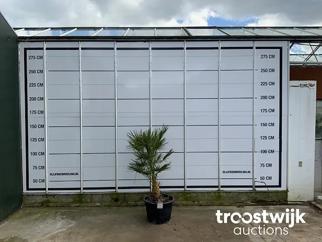 Chamaerops humilis ca. 100 cm - afbeelding 1 van  6
