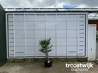 Chamaerops humilis ca. 100 cm - afbeelding 1 van  6