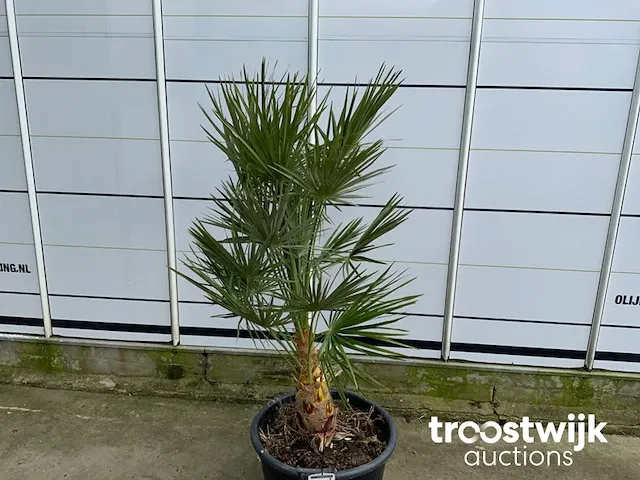 Chamaerops humilis ca. 100 cm - afbeelding 2 van  6